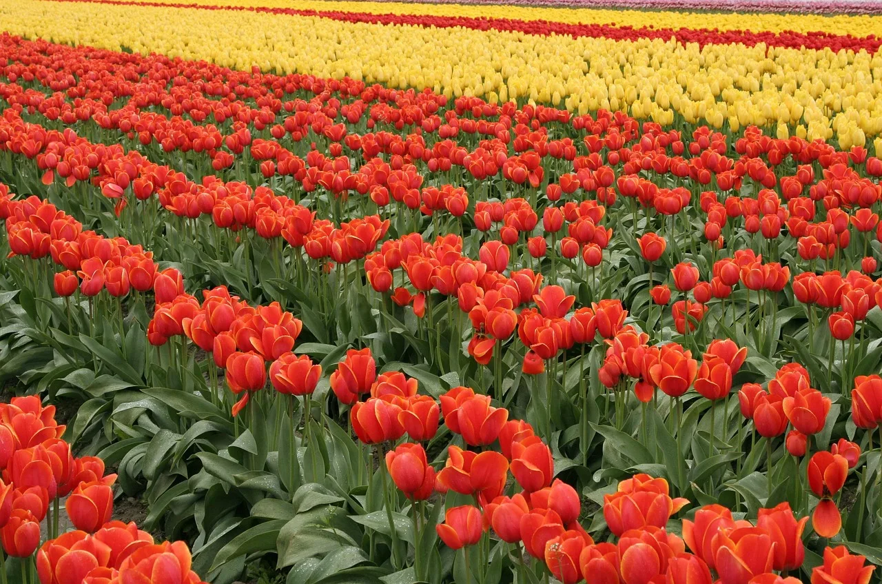 tulips, flower wallpaper, flowers, field, beautiful flowers, plants, petals, bloom, blossom, nature, closeup, wildlife, spring, landscape, flower background, flora, rows. Cut flower succession planting: planning factors