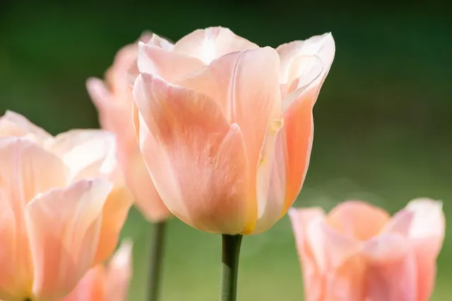 tulip, flower wallpaper, flower, plant, pink flower, petals, bloom, blossom, ornamental plant, flower background, spring, garden, flora, beautiful flowers, nature, orange, coral, p