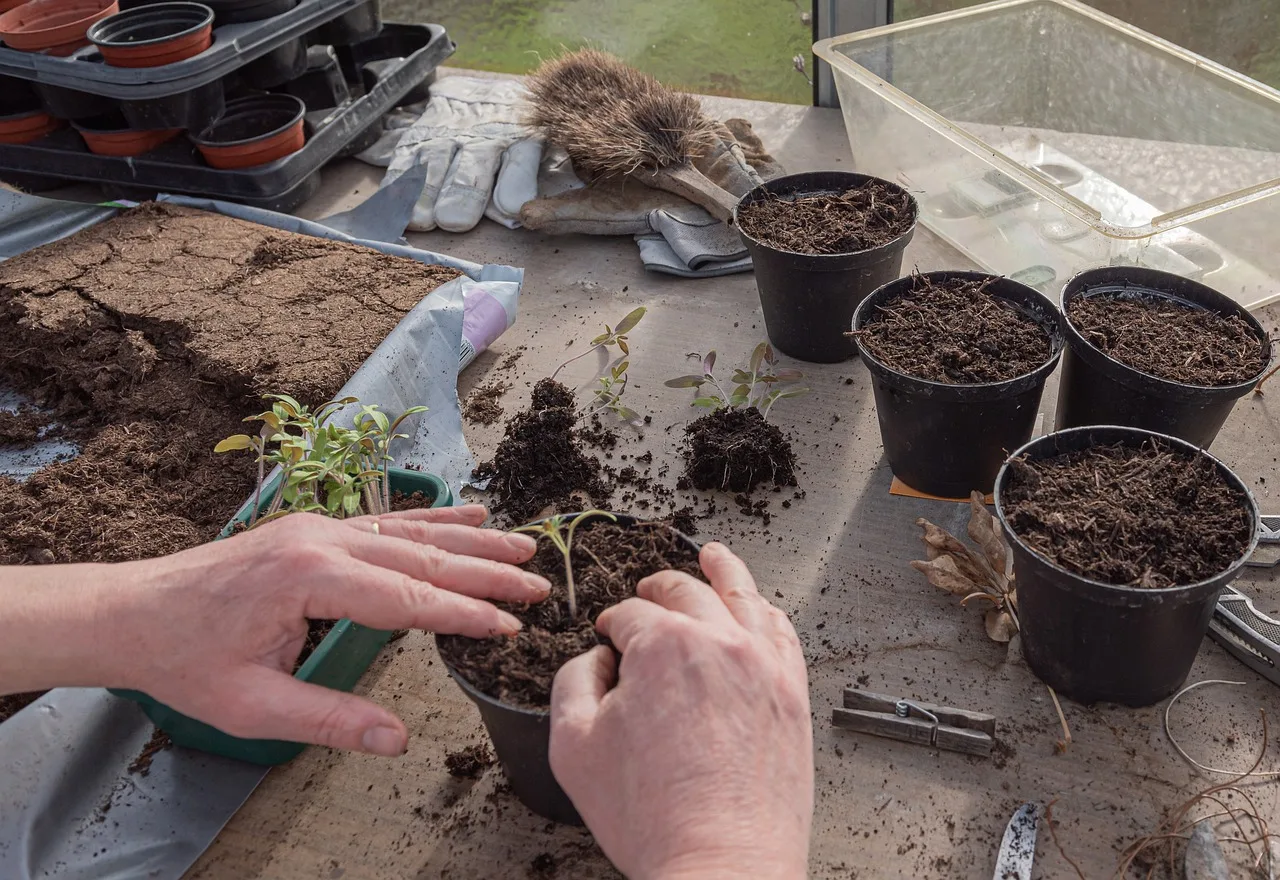 young plants, tomatoes, nature, cultivate, prefer, germinate, seedlings, sowing, grow, seeds, plant, sprout, growth, seedling, spring, transplant, pot, planting soil. Propagation compared: direct seed, transplant, cutting, and division for cut flowers