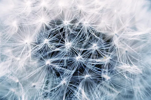 flower, dandelion, beautiful flowers, seeds, seed head, flower background, blowball, flower wallpaper, common dandelion, bloom, blossom, flowering plant, plant, flora, pointed flow