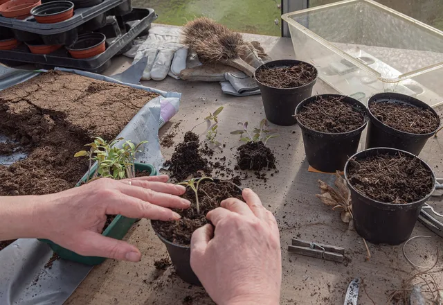young plants, tomatoes, nature, cultivate, prefer, germinate, seedlings, sowing, grow, seeds, plant, sprout, growth, seedling, spring, transplant, pot, planting soil. Propagation compared: direct seed, transplant, cutting, and division for cut flowers