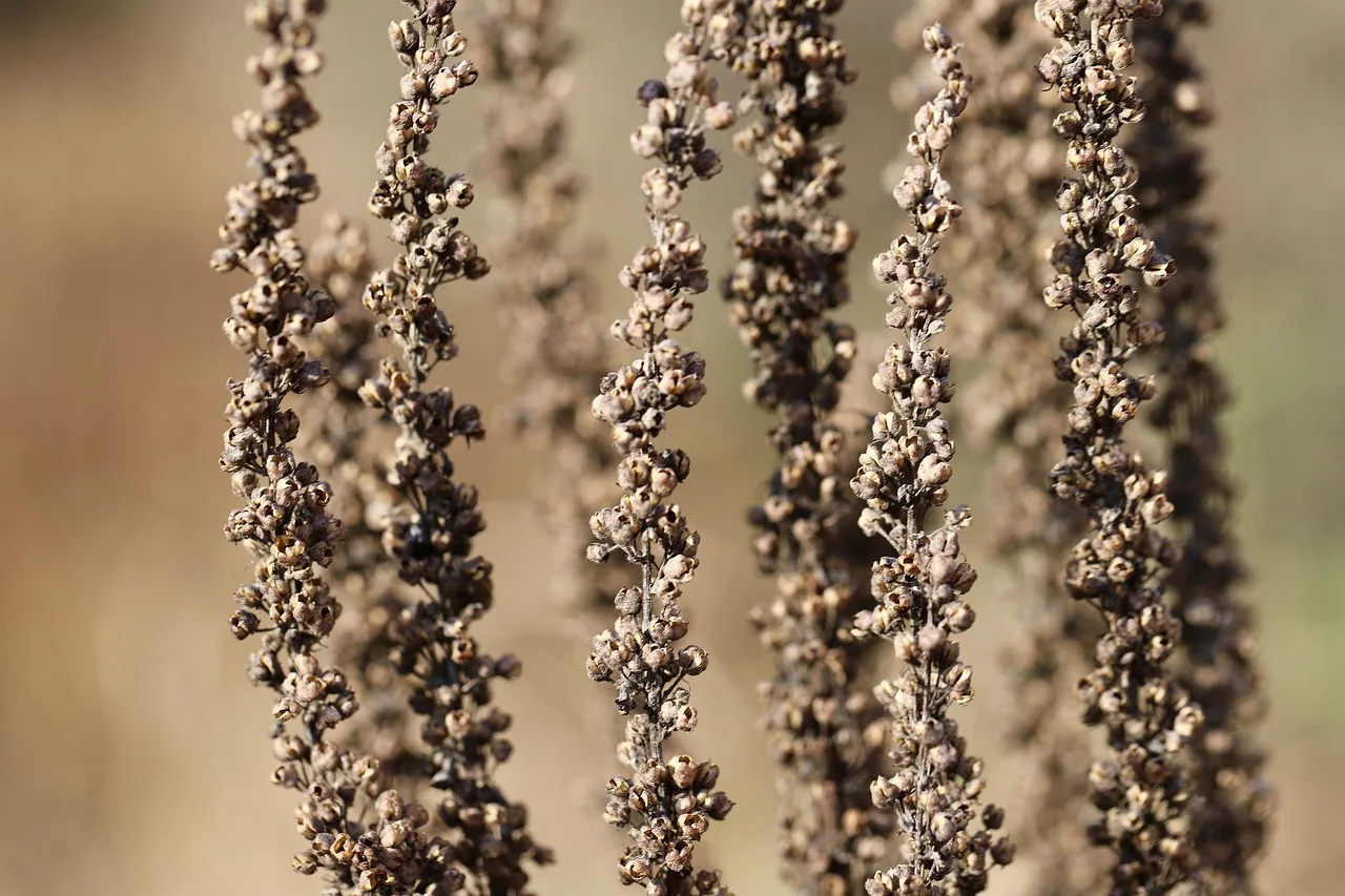 dried flowers, dried, faded, dry plants, brown, dried up, transience. Dried flowers vs fresh cuts for a small flower farm: margin factors and where each wins