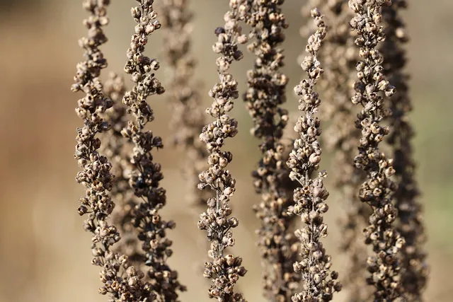 dried flowers, dried, faded, dry plants, brown, dried up, transience. Dried flowers vs fresh cuts for a small flower farm: margin factors and where each wins