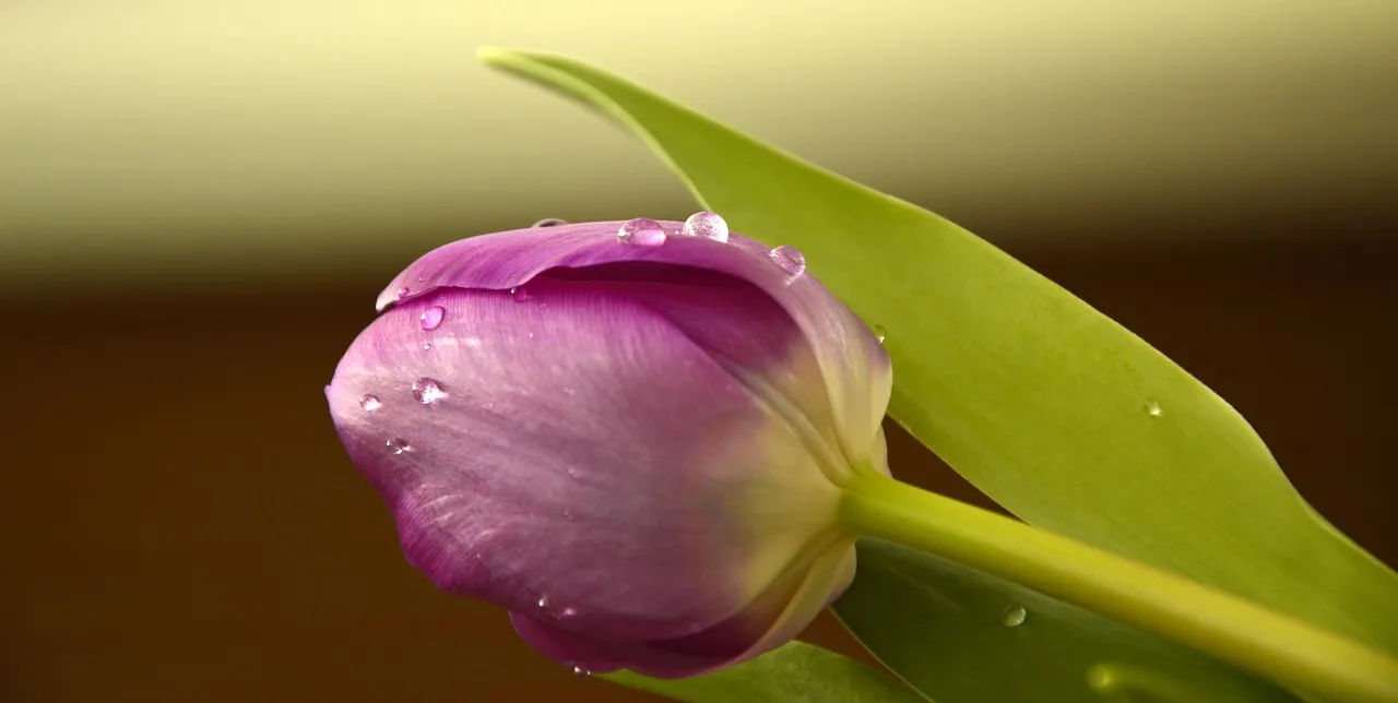 tulip, blossom, bloom, spring bloomers, waterdrop, flower, cut flower, plant, flora, flower background, flower wallpaper, nature, beautiful flowers, spring. How to extend the cut flower season in Alberta without a heated greenhouse