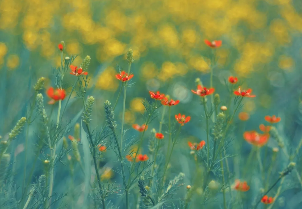 summer, spring, flowers, flower, nature, color, plant, flower wallpaper, beautiful flowers, garden, flourishing, floral, petals, flora, beauty, beautiful, blooming, architecture, f. First-season cut flower turnaround: a worked farm case