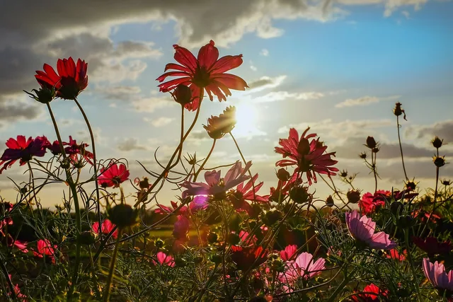 cosmea, flower, bloom, evening sun, beautiful flowers, backlighting, shining, field of flowers, jewelry basket, flower wallpaper, cosmea bipinnata, pink, nature, red, plant, ornamental plant, composites, flower background, asteraceae, ornamental flower, cut flower. Cut flower farm case study: a fictional planning method