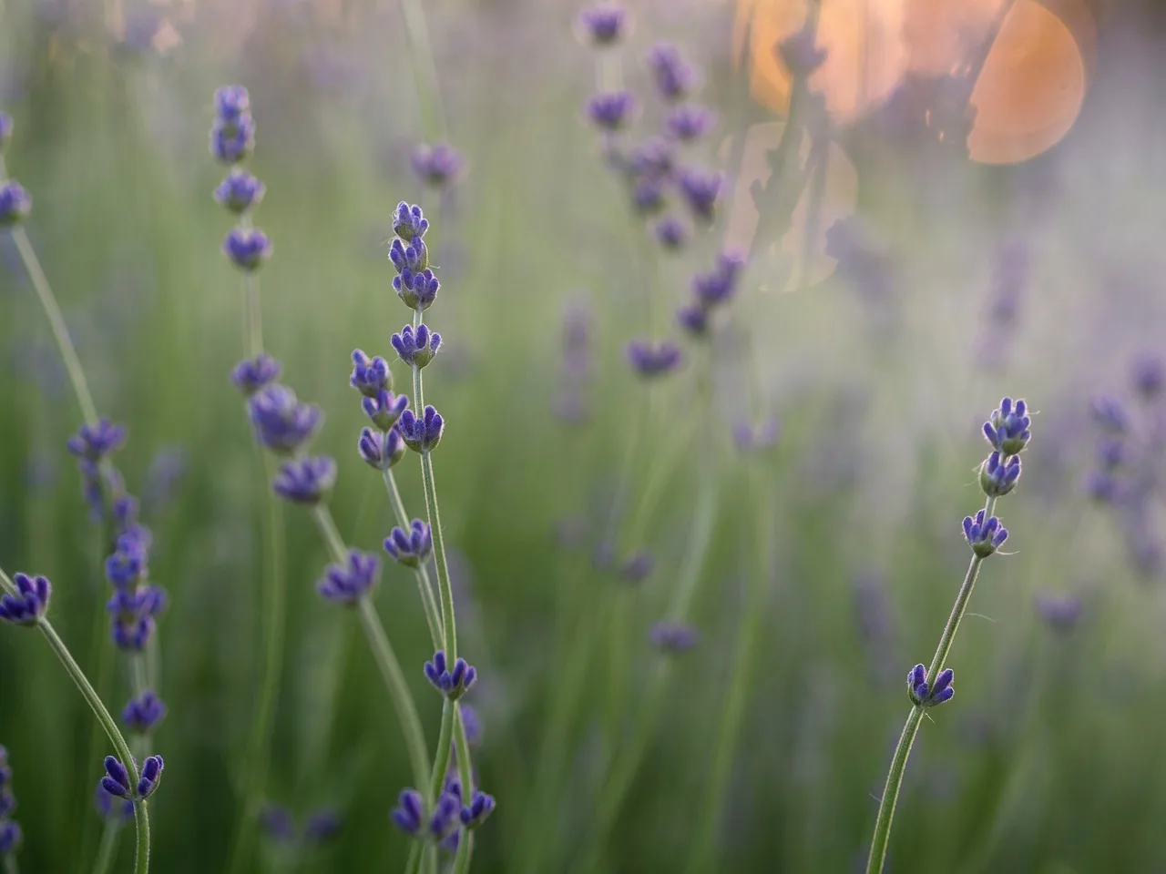 lavender, flower, green, plants, beautiful flowers, grass, flower background, flower wallpaper, field, farm, garden, nature, blur, green farm. U.S. flower farm compliance and records checklist: questions to verify with agencies