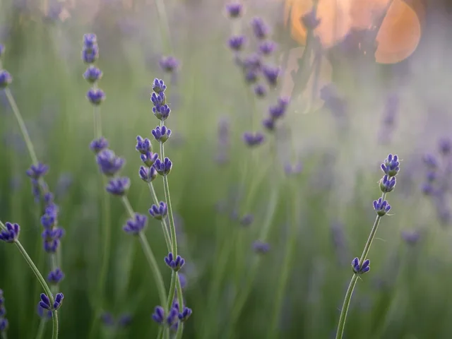 lavender, flower, green, plants, beautiful flowers, grass, flower background, flower wallpaper, field, farm, garden, nature, blur, green farm. U.S. flower farm compliance and records checklist: questions to verify with agencies
