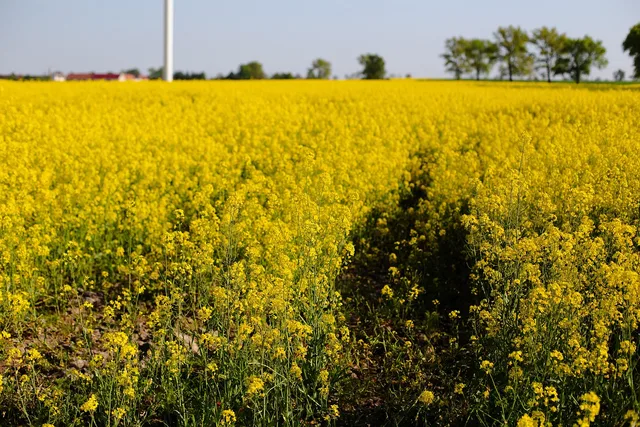 flowers, field, summer, flower wallpaper, nature, red, flowers meadow, flower background, landscape, beautiful flowers, flower farm, spring sunflower, l harvest sunset, clouds garden, p. Flower farm case study: five costing errors to check