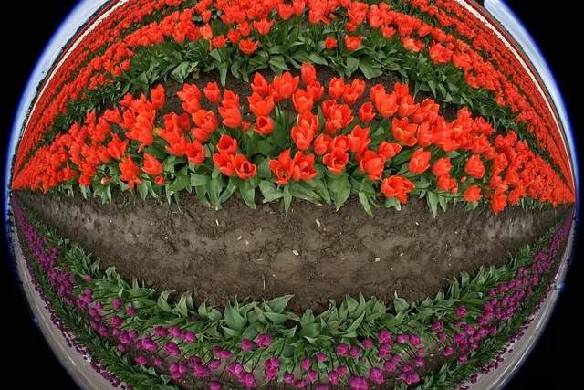 tulips, flowers, fish eye, red, purple, field, farm, tulips, tulips, tulips, tulips, tulips, field, farm, farm, farm. Flower farm sustainability records case: replacing vague claims