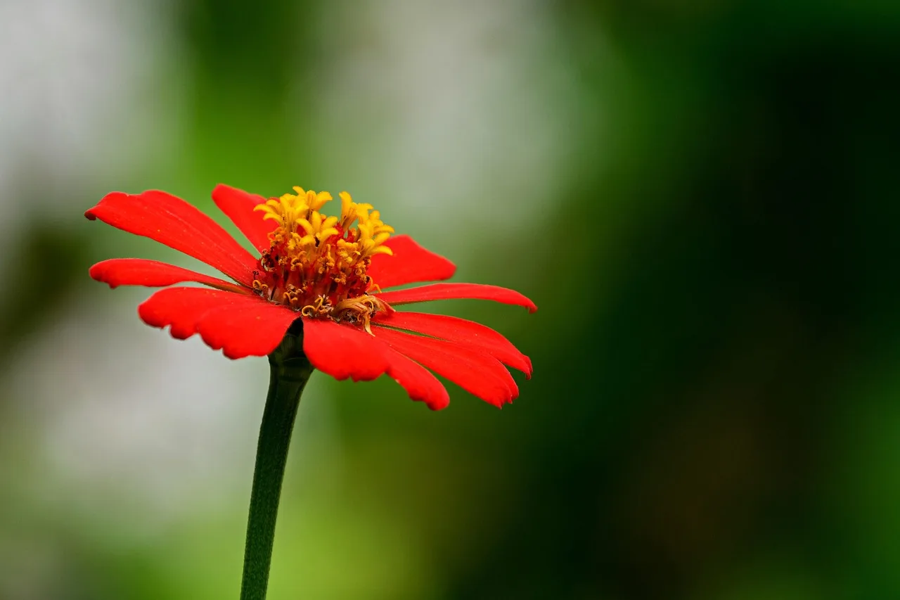 zinnia, flower, plant, beautiful flowers, zinnia elegans, flower wallpaper, orange flower, flower background, petals, bloom, nature. How to grow zinnias for cut flowers: a trial plan