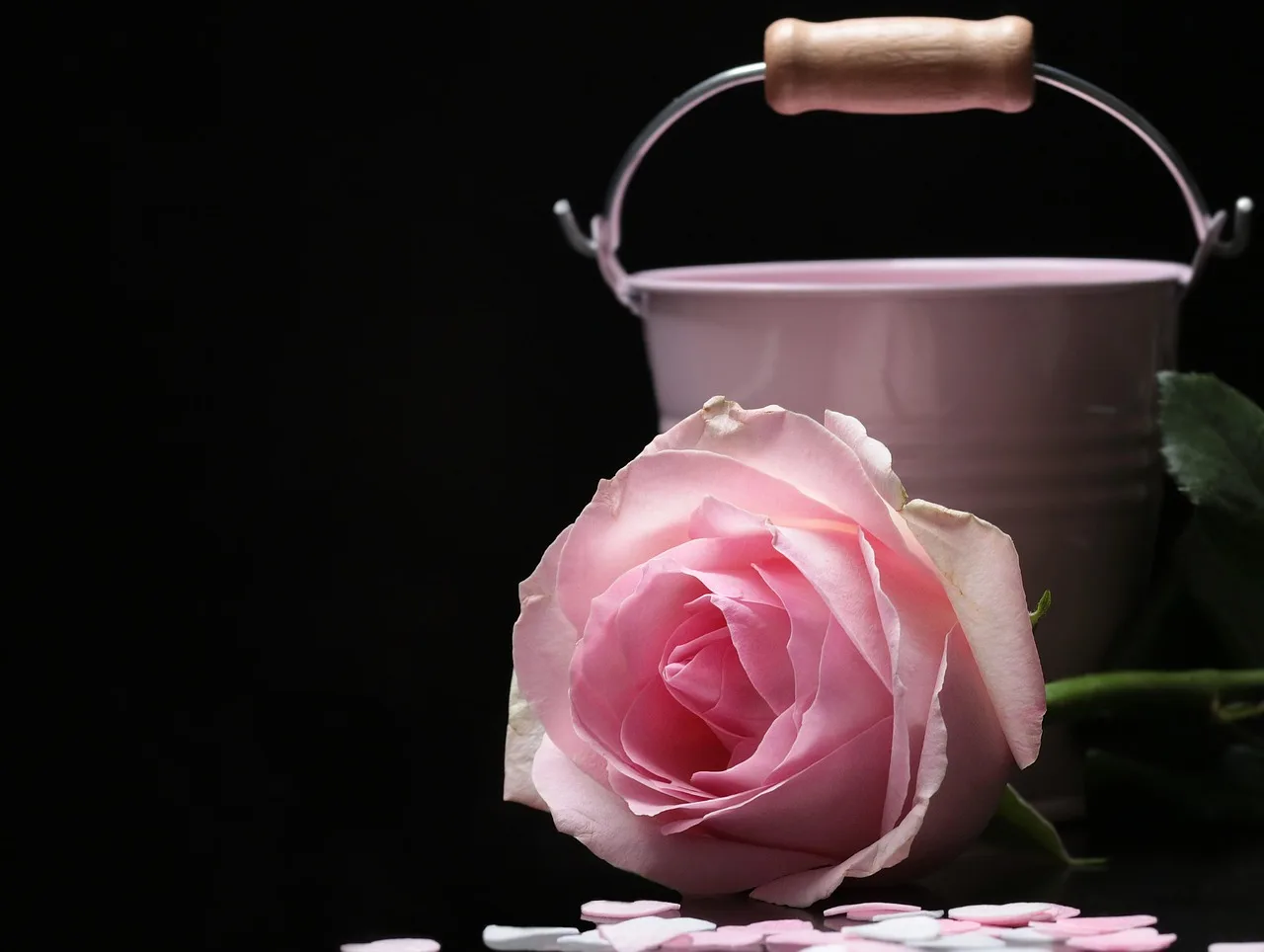 rose, noble rose, bucket, pink, pink rose, pink bucket, hearts, flower wallpaper, sweetheart, flower, rose flower, flora, tender, floral greeting, rosaceae, bloom, lie, this rose, nature, queen, beautiful flowers, queen of flowers, cultivated rose, flower background, ornamental flower, happy mothers day, ornamental plant, valentine's day, blooming rose, blossomed, love symbol, love. Harvest and condition cut flowers: a crew workflow