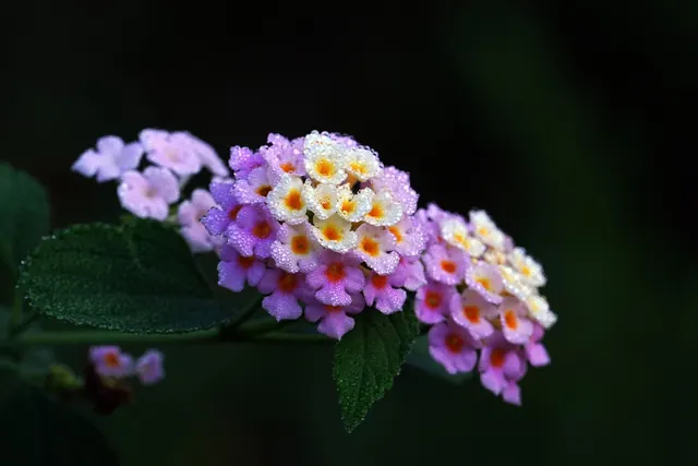 lantana, beautiful flowers, flower background, dew, flower, flower wallpaper, plant, flora, nature. How to harvest and condition cut flowers