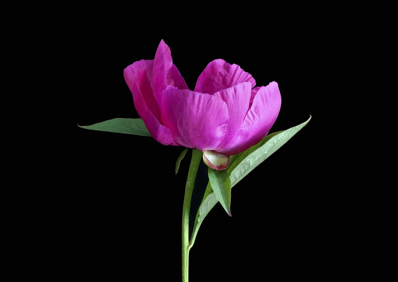 pink peony, flower, peony, pink flower, petals, pink petals, bloom, blossom, flora, cut flower, single, flower wallpaper, flower background, nature, single flower, black background, beautiful flowers, plant. Midwest cut flower income per acre: planning ranges and margin factors