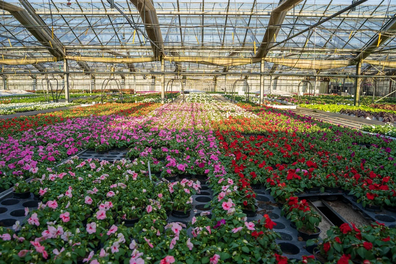 greenhouse, agriculture, grow, plants, summer, harvest, growth, organic, seeds, flower wallpaper, breed, plant breeding, irrigation, water, farm, farm yard, operation, company, cultures, flower background, healthy, nourishment, food, nature, beautiful flowers, bio, flower, fresh. Organic local sustainable flower claims: which holds up?