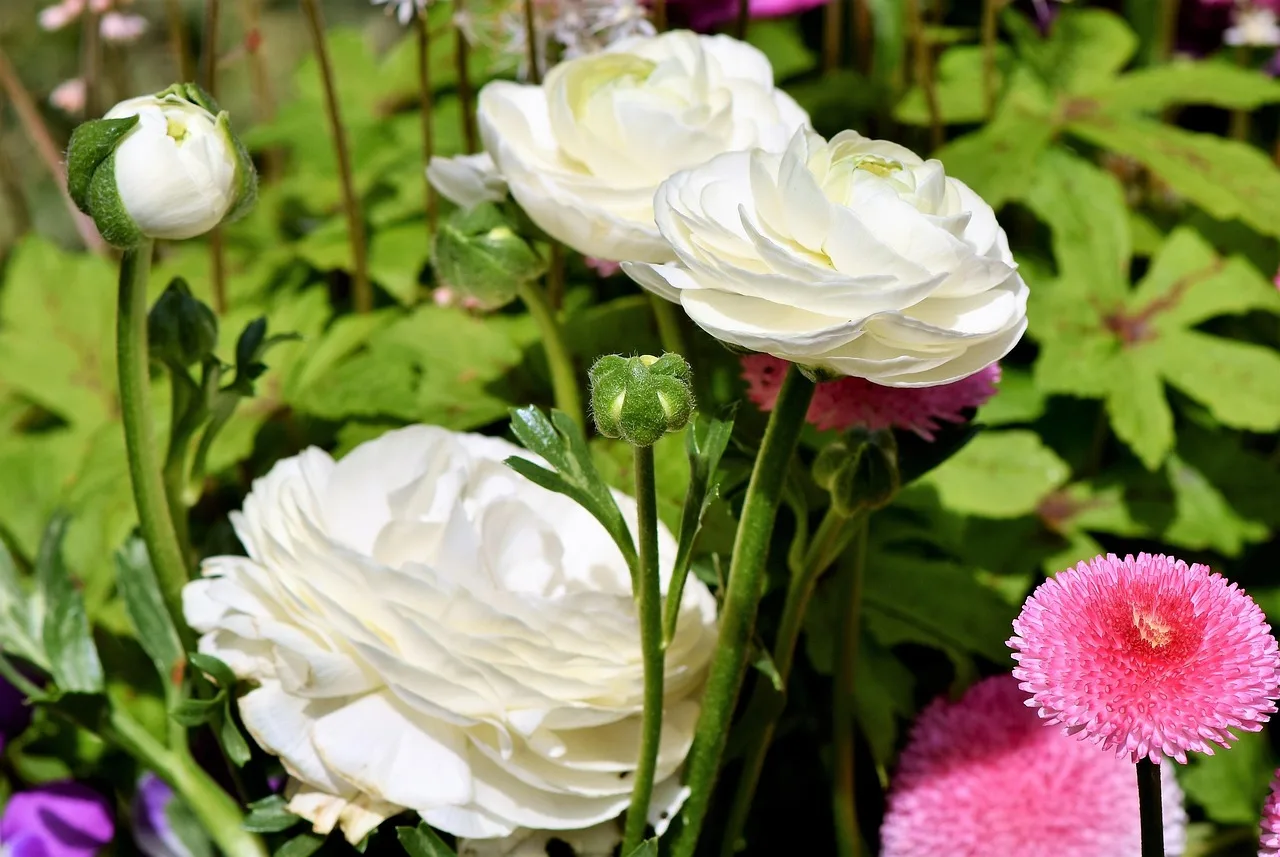ranunculus, flower, blossom, bloom, spring flower, white, cut flower, ranunculus flower, white flower, flower background, beautiful flowers, flower wallpaper, petals, spring, plant, nature. How to overwinter ranunculus corms for early spring cut flowers