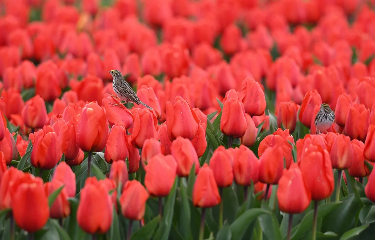 skagit valley tulip festival, tulips, flowerphotography, flowers, flower wallpaper, nature, naturephotography, spring, field, agriculture, outdoor, flower background, flowerlovers, beautiful, floral, bloom, beautiful flowers, blossom. Cool-season versus warm-season cut flower lists for the Pacific Northwest