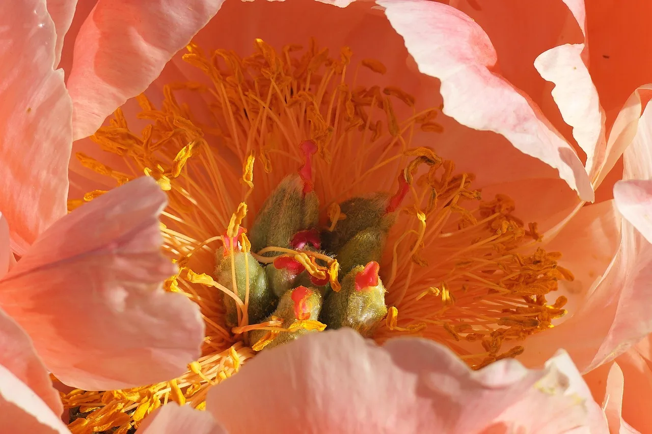 peony, flower background, flower, plants, cereal, bloom, nature, closeup, wild nature, herb, botany, garden, flora, spring, close up, pink peony, pink flower, pink petals, peony flower, blooming, beautiful flowers, flower wallpaper, gardening, sending out the holy spirit, has blossomed. When should Ontario growers plant peonies for cut flower harvest?