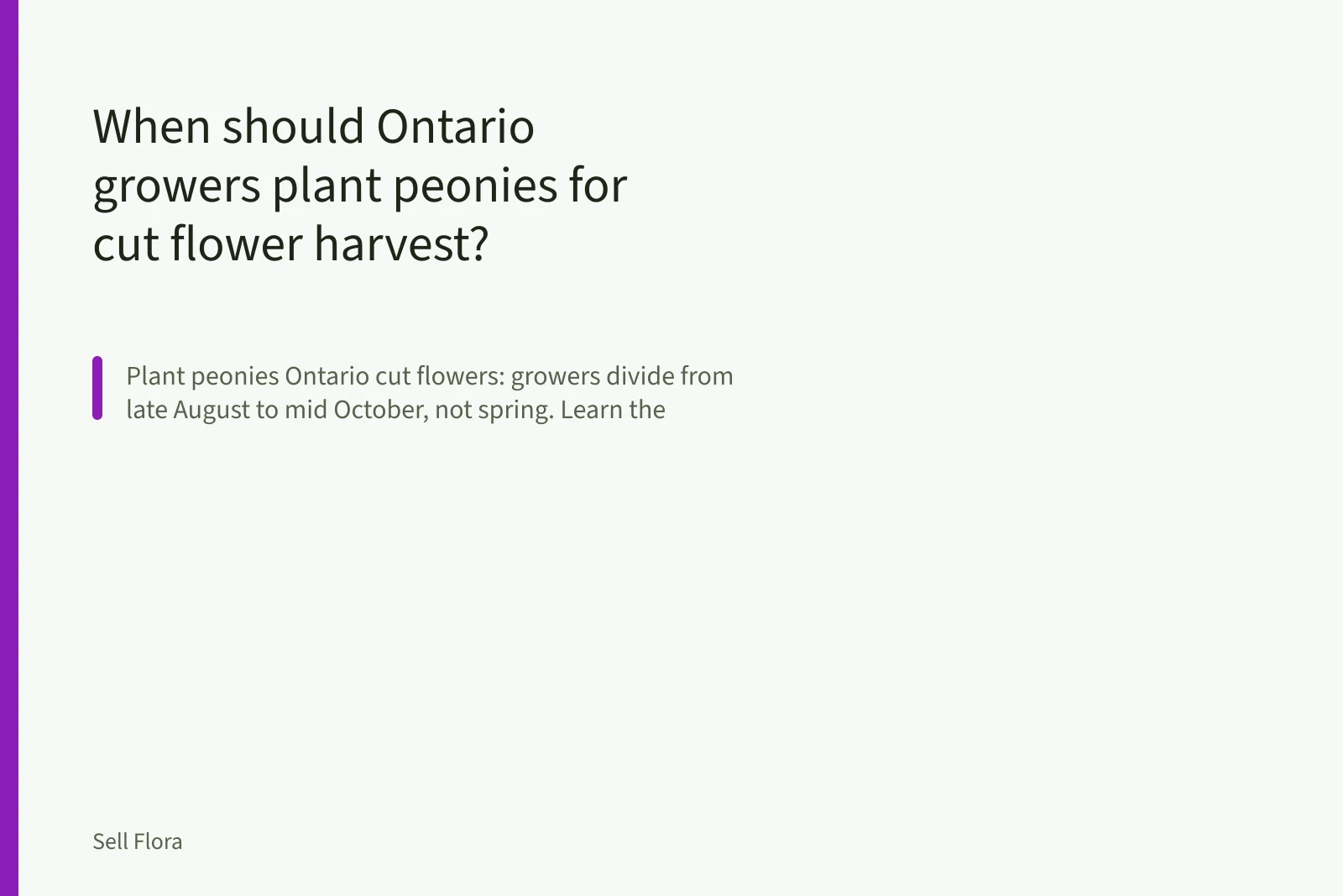 Hands planting bare-root peony crown in Ontario field row, eye set below soil. When should Ontario growers plant peonies for cut flower harvest?