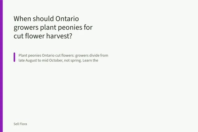 Hands planting bare-root peony crown in Ontario field row, eye set below soil. When should Ontario growers plant peonies for cut flower harvest?