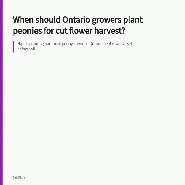 Hands planting bare-root peony crown in Ontario field row, eye set below soil. When should Ontario growers plant peonies for cut flower harvest?