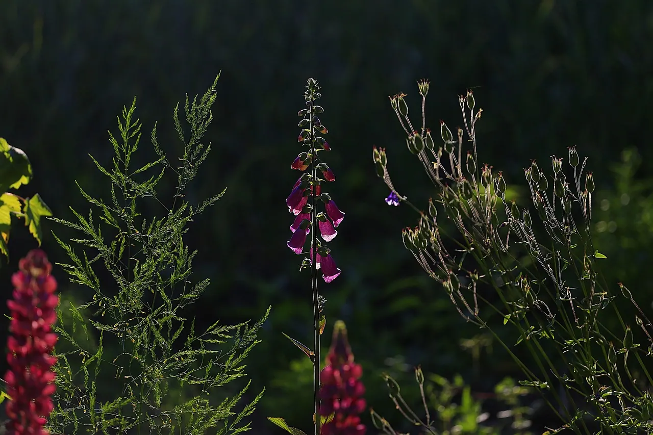 flowers, flower wallpaper, plants, garden, bloom, blossom, flora, beauty, beautiful flowers, summer, flower background, sunlight, flower garden, summer flowers, idyll, nature. Propagation bottleneck repair: a worked cut flower case