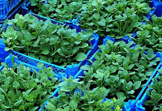 seedlings, plants, nursery, raising, growing, bins, nature, plastic, horticulture. Cut flower propagation case study: a fictional capacity plan