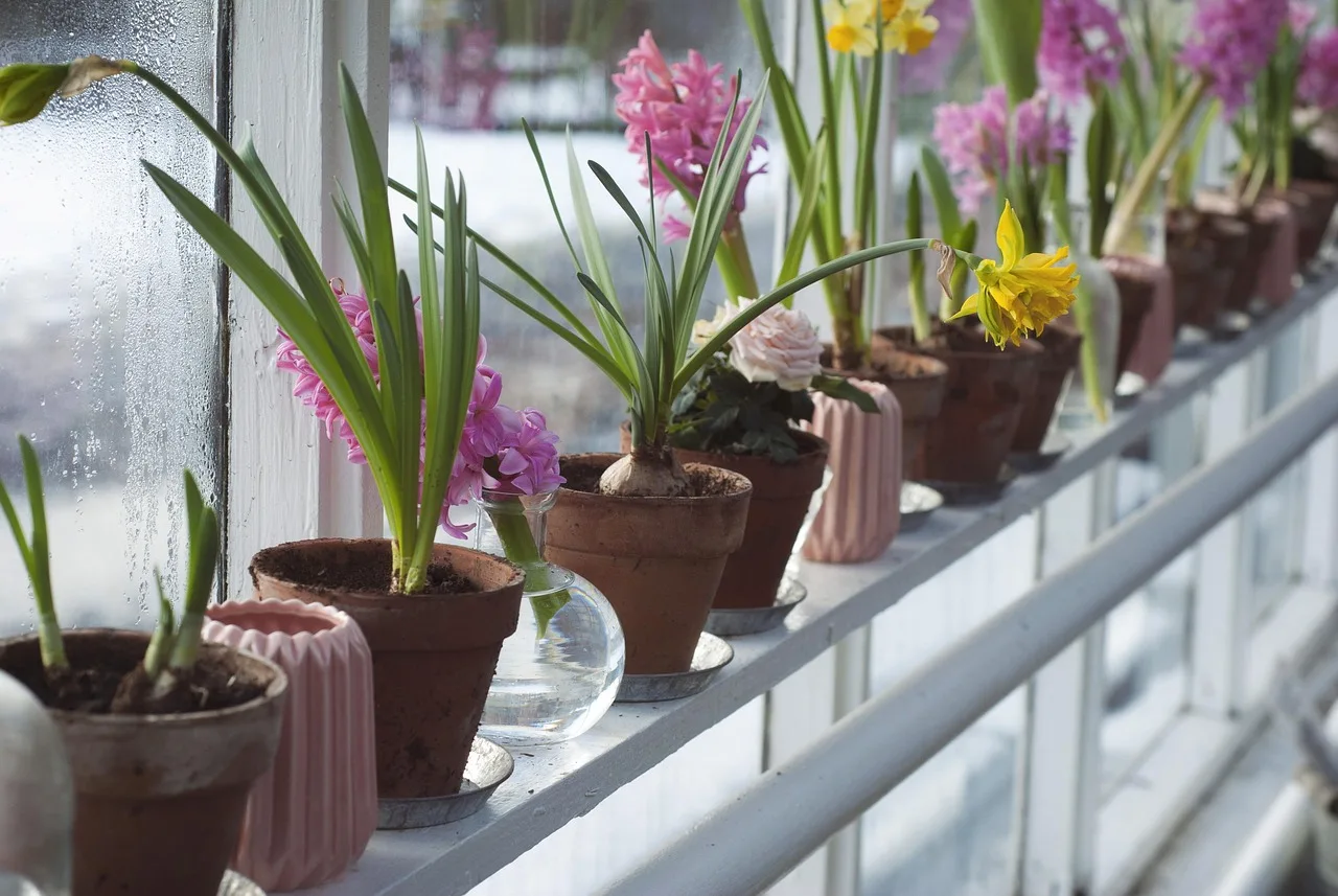 bloom, blossom, colorful, flower wallpaper, colourful, decoration, depth of field, flora, flowering plants, flowerpots, flowers, garden, greenhouse, horticulture, flower background, hyacinth, patio, nature, row, beautiful flowers, vase. Season extension structures compared: row cover, tunnels, and greenhouse