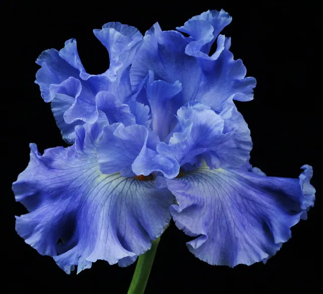 botany, flower wallpaper, color, colorful, colors, decorative, flower background, flora, floral, flower, fresh, garden, gardening, green, growing, beautiful flowers, growing-irises