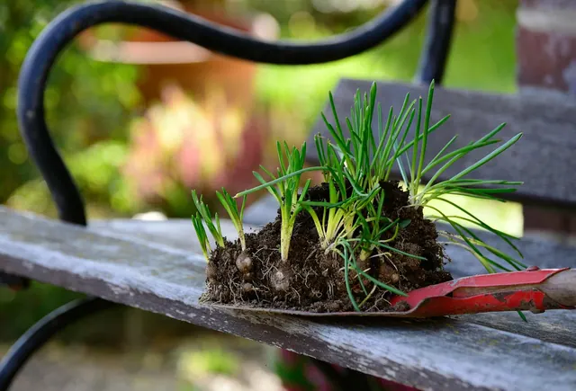 plants, garden, flower bulbs, seedlings, spring flowers, flora, gardening, plant, germinate, nature, earth, garden soil