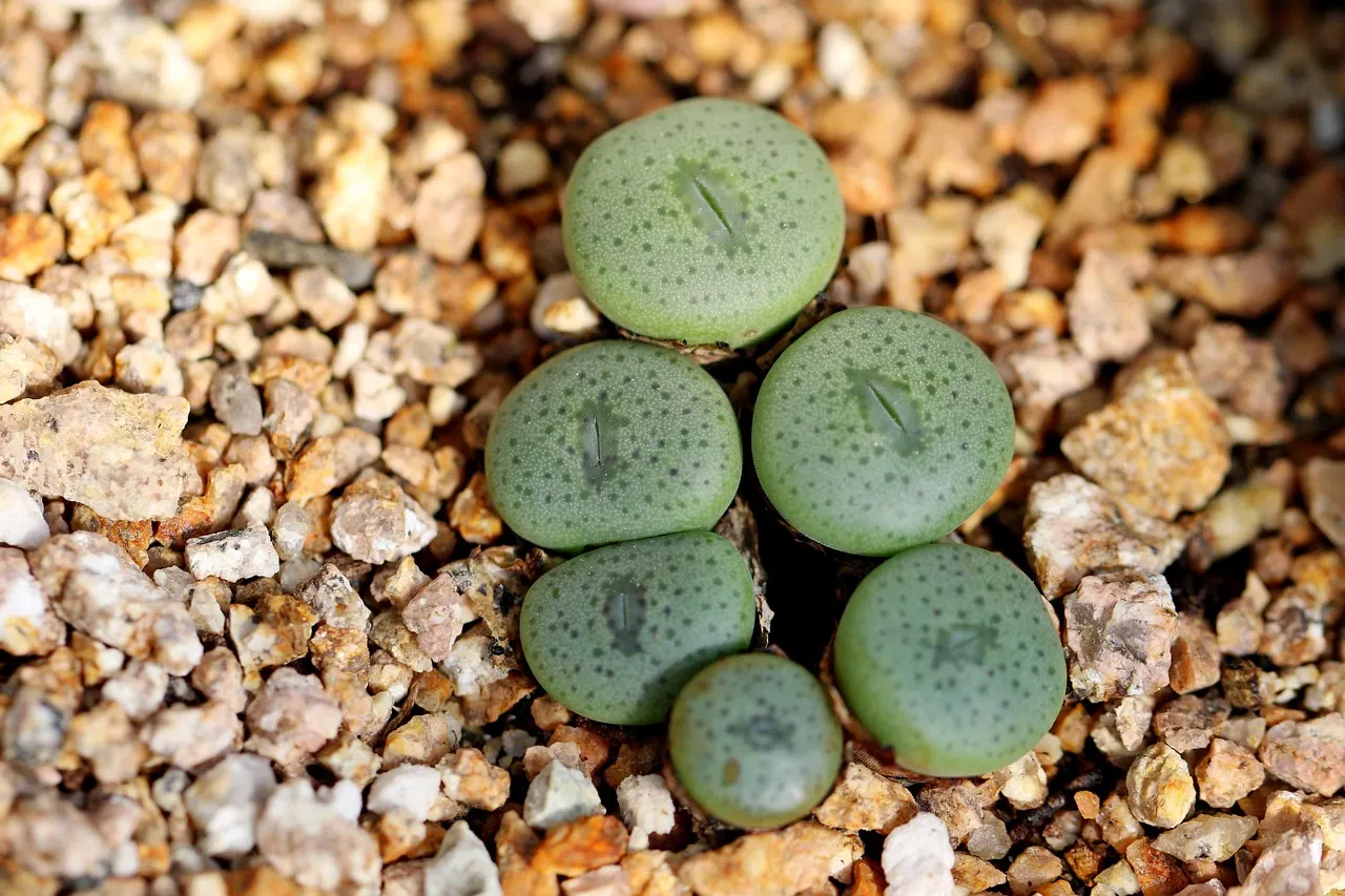 succulents, seedling, growth, growing, fleshy, housework, plant, horticulture, botany, flora, nature, sempervivum, lithops, lithops, lithops, lithops, lithops, lithops. How to scout a cut flower planting for pests and disease early