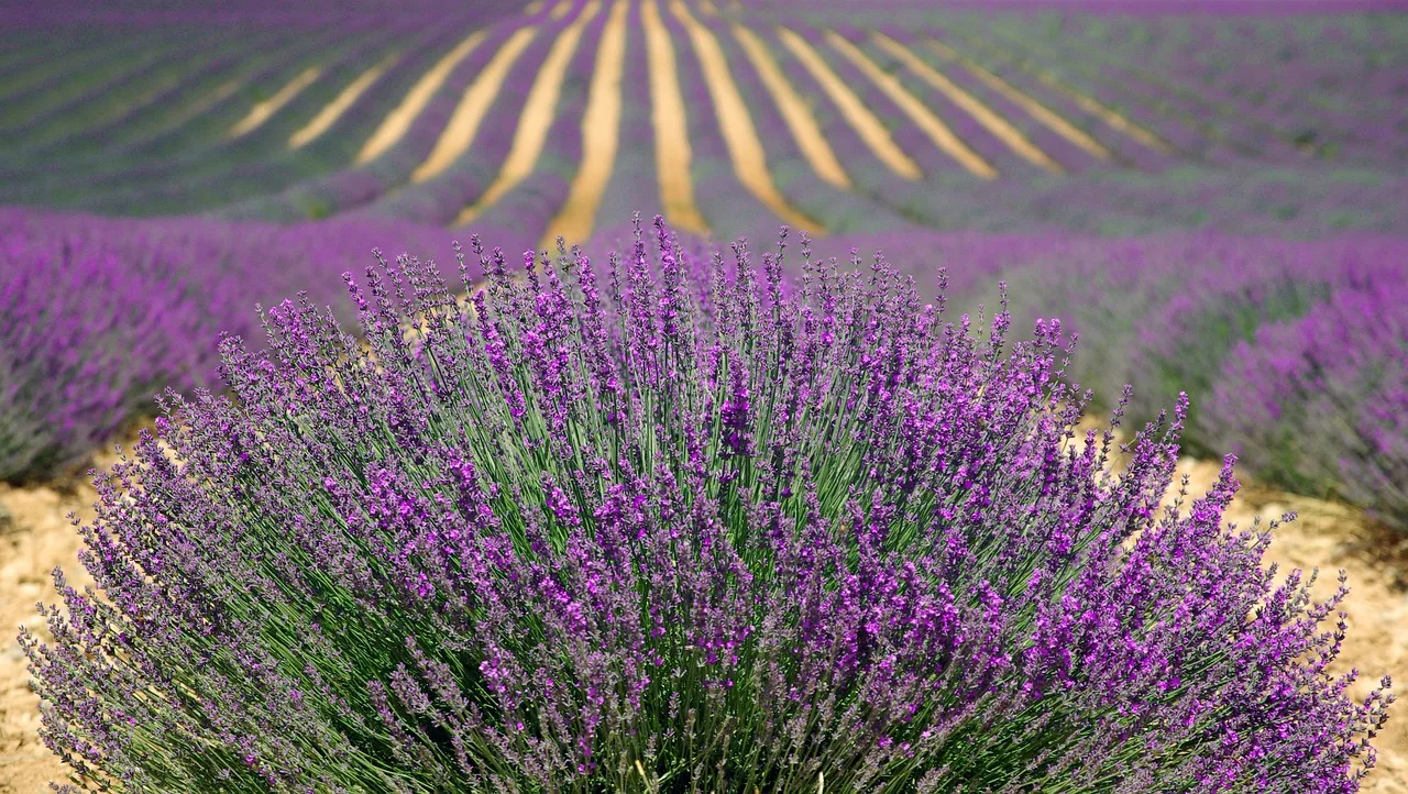 lavenders, flower background, flowers, field, farm, lavender farm, purple flowers, lavender field, french lavender, purple, nature, provence, plants, agriculture, countryside, france, beautiful flowers, herbs, landscape, rural, outdoors, flora, bushes, flower wallpaper, rows. Scouting a cut flower planting early: map blocks, count, sample, recheck