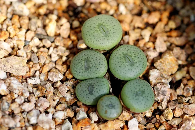 succulents, seedling, growth, growing, fleshy, housework, plant, horticulture, botany, flora, nature, sempervivum, lithops, lithops, lithops, lithops, lithops, lithops. How to scout a cut flower planting for pests and disease early