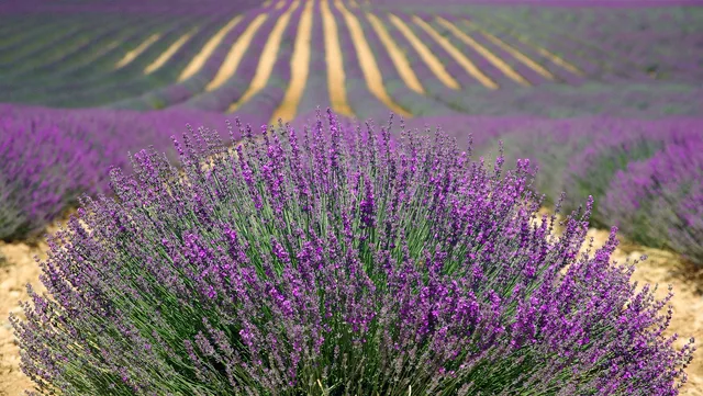 lavenders, flower background, flowers, field, farm, lavender farm, purple flowers, lavender field, french lavender, purple, nature, provence, plants, agriculture, countryside, france, beautiful flowers, herbs, landscape, rural, outdoors, flora, bushes, flower wallpaper, rows. Scouting a cut flower planting early: map blocks, count, sample, recheck