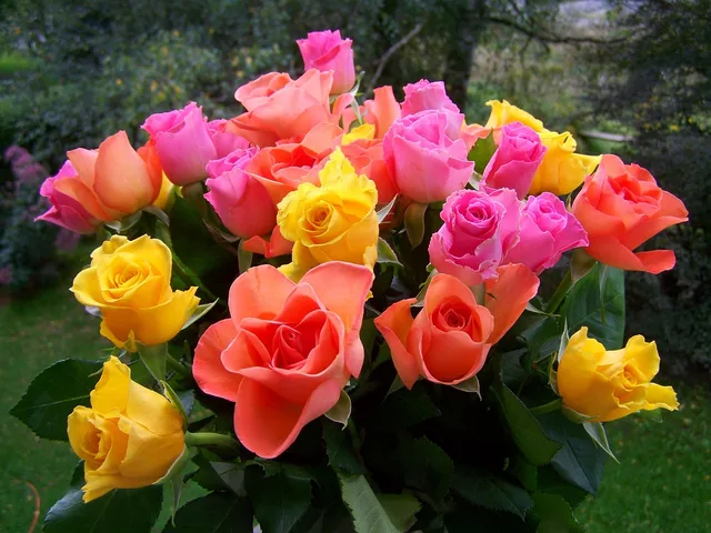 rose bouquet, yellow, orange, pink, color, roses, cut flowers, rose bouquet, rose bouquet, rose bouquet, rose bouquet, rose bouquet, roses. Selling cut flowers across the US Canada border: paperwork basics