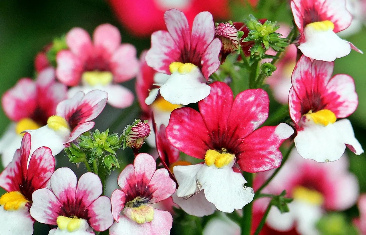 snapdragons, market, farmers local market, market stall, flower, blossoms, red, white, red white, colorful, summer, spring, stands, shopping, sale. Selling cut flowers at a US farmers market: stall layout, pricing, and what to expect
