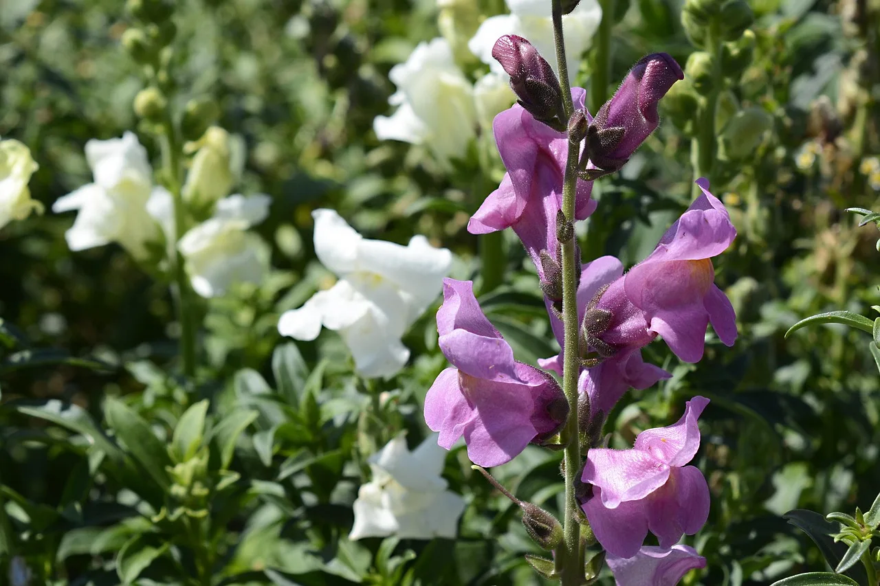 snapdragons, flower, nature, blossoms, snapdragon, flower wallpaper, plantaginaceae, beautiful flowers, ornamental flower, flower background, summer, summer flower. Snapdragon cut flower varieties compared for early Northeast harvests