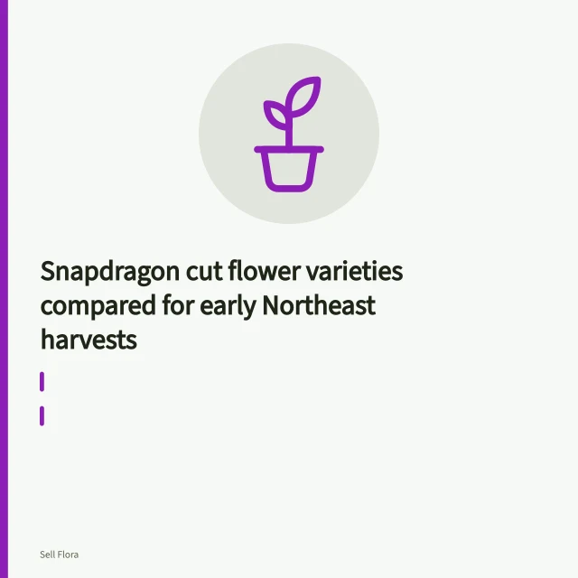 Snapdragon cut flower stems blooming under a low tunnel in early Northeast spring. Snapdragon cut flower varieties compared for early Northeast harvests