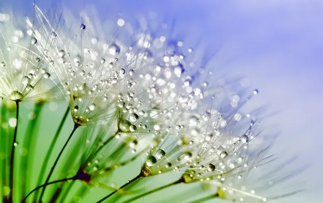 dandelion, dew, nature, flower, plant, beautiful flowers, macro, water, spring, flower background, seed, white, summer, drops, light, droplet, blue, flora, fluffy, green, soft, mea