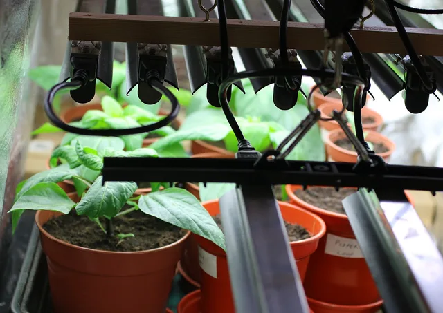 grow lights, plants, nature, peppers, seedling, gardening, cultivation, light. Start Cut Flower Seeds Under Lights: Rack, Distance, Hours
