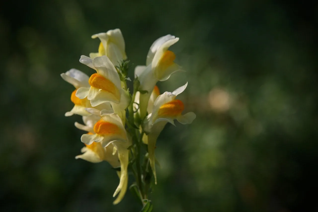 blossoms, snapdragons, snapdragon, yellow, wildflowers, snapdragons, snapdragons, snapdragons, snapdragons, snapdragons, snapdragon, snapdragon, snapdragon, snapdragon, snapdragon. When should Northeast growers start snapdragons for early cut flowers?
