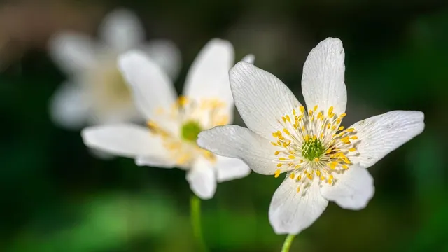 flowers, wood anemones, anemone, spring, blossom, bloom, nature, flora, beautiful flowers, forest, april, flower wallpaper, flower background, plant, close up, white flowers