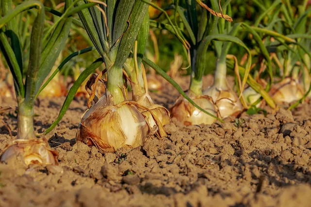 onion, fields, field, onion field, leek, vegetable garden, row, cultivation, agricultural, harvest time, floor, earth, onion, onion, onion, onion, onion, vegetable garden. Succession planting problems: a diagnostic guide