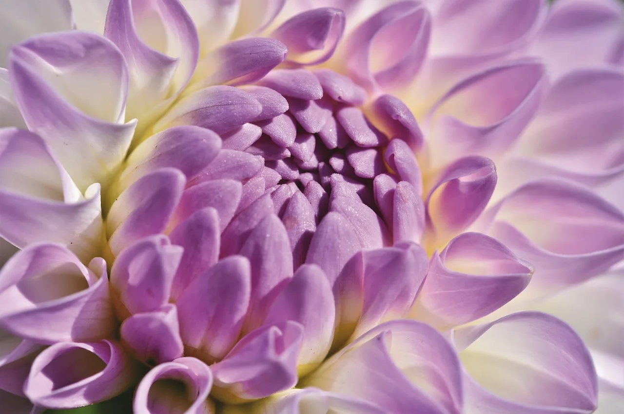 dahlia, dahlias bud, flower, cut flower, beautiful flowers, bud, flower wallpaper, flower background, garden dahlia, garden plant, blossom, bloom, plant, bloom, flora, nature. Sunflower or dahlia: which cut flower earns more bed space?