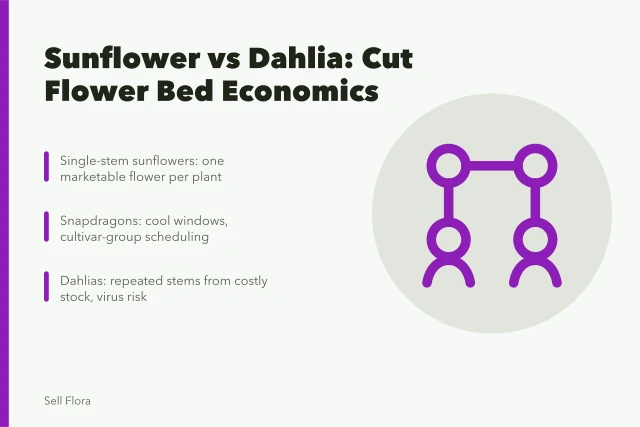 Comparison of sunflower, snapdragon, zinnia, and dahlia cut flower production factors. Sunflower or dahlia: which cut flower earns more bed space?