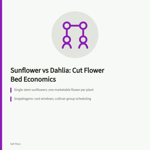 Comparison of sunflower, snapdragon, zinnia, and dahlia cut flower production factors. Sunflower or dahlia: which cut flower earns more bed space?