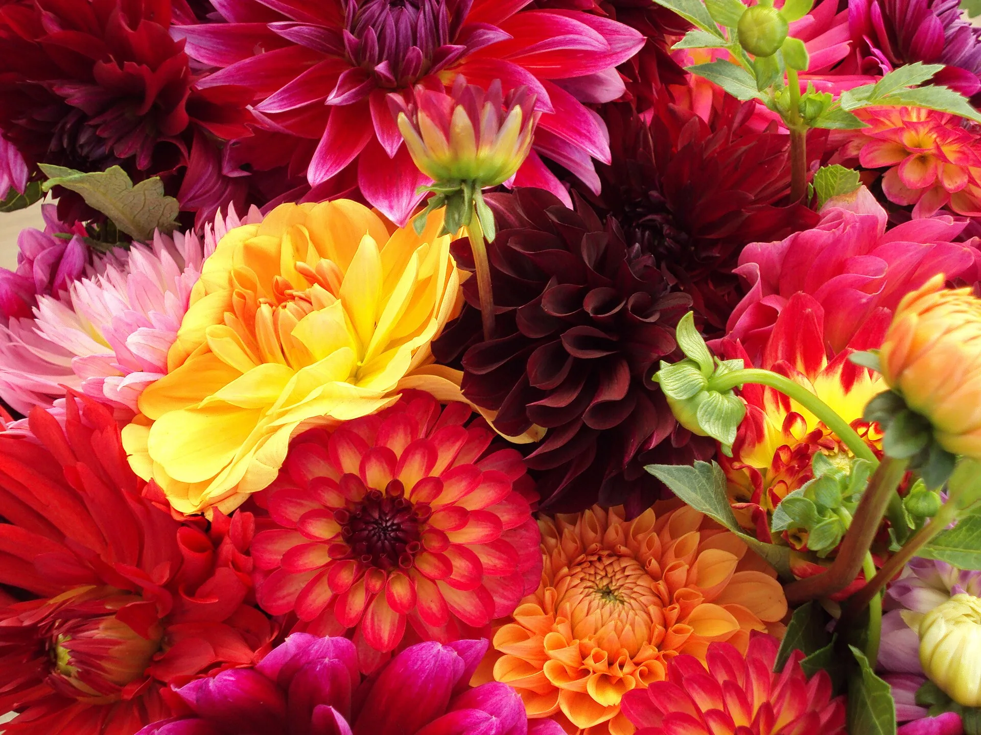 A bunch of varying types of flowers at an open-air farmers' market. Texas farmers market cut flower vendor rules and sales tax basics