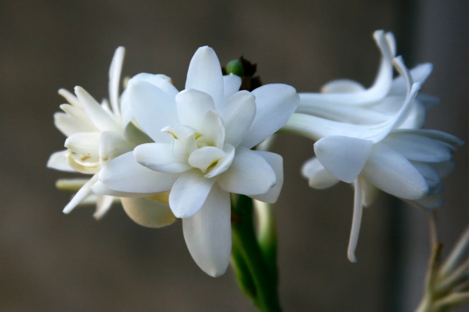 Elegant white tuberose flowers in full bloom, captured in close-up detail for a stunning floral composition. Tuberose vs peony: which cut flower suits a small southern farm?