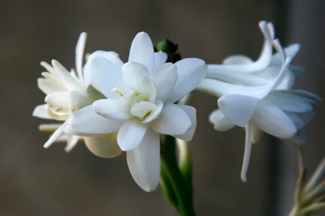Elegant white tuberose flowers in full bloom, captured in close-up detail for a stunning floral composition. Tuberose vs peony: which cut flower suits a small southern farm?
