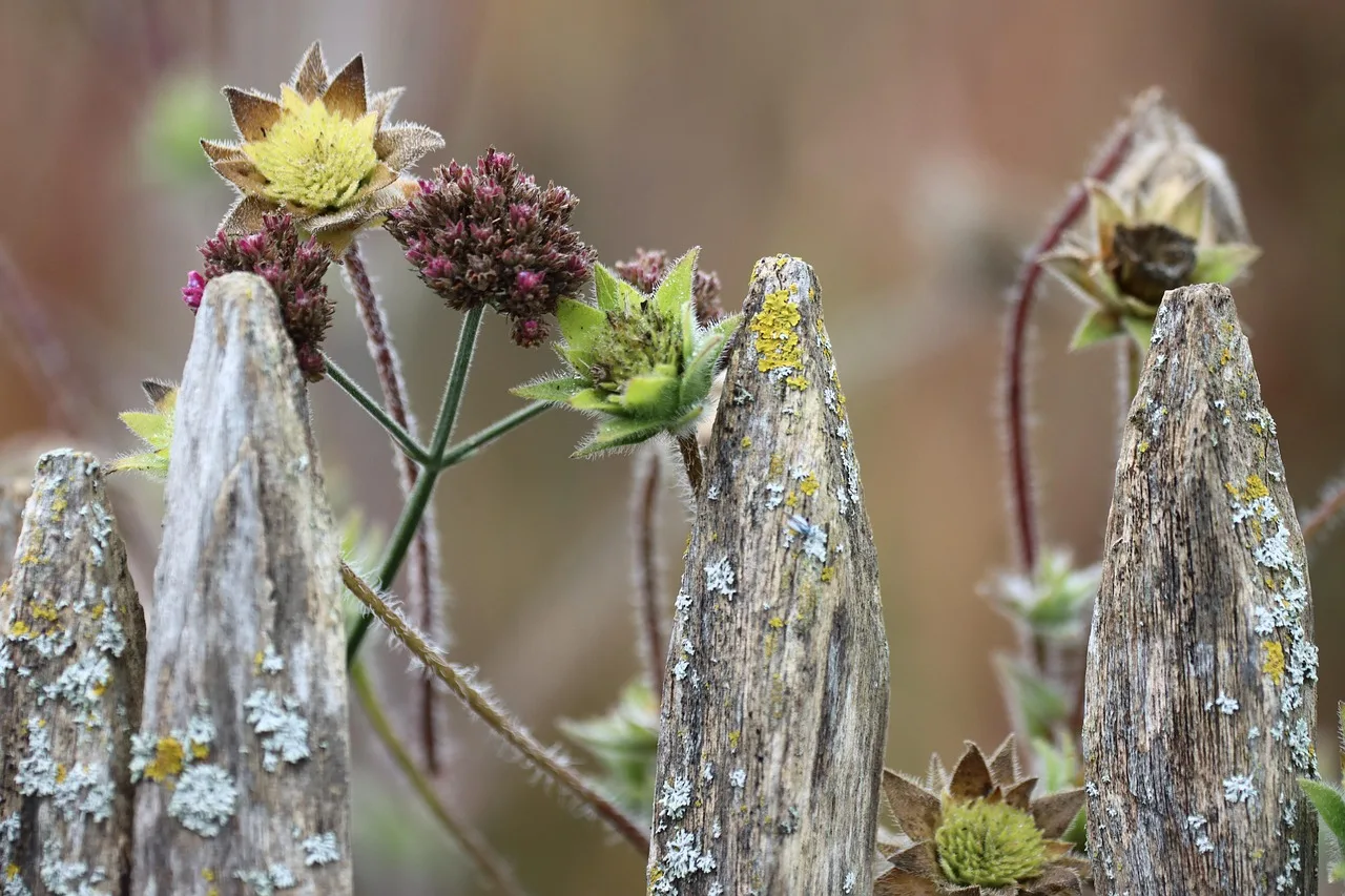 fence, fence top, plants, flowers, fall, autumn bloom, autumn, flower background, beautiful flowers, autumn garden, garden, garden plants, flower wallpaper, garden magic, garden harmony, nature, bloom. How USDA hardiness zones and first-frost dates set a US cut flower calendar